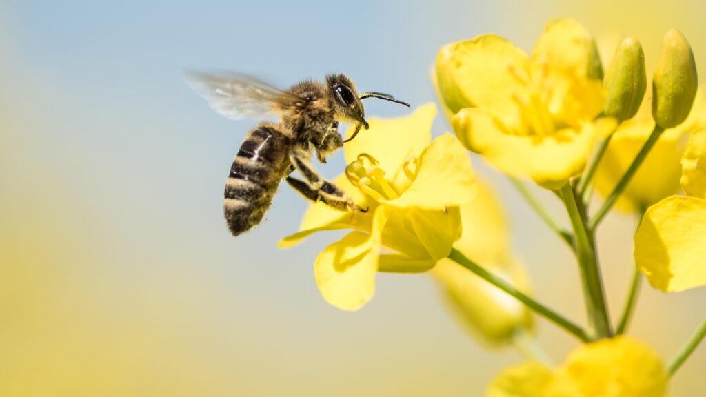 Honigbiene auf einer Rapsblüte (Foto: Karoline Thalhofer - stock.adobe.com)