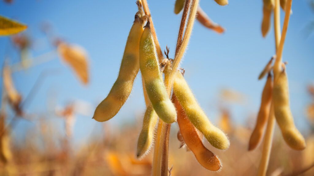 Ripe pods of soybean varieties on a plant stem in a field during harvest against a blue sky (Photo: zoyas2222 - stock.adobe.com)