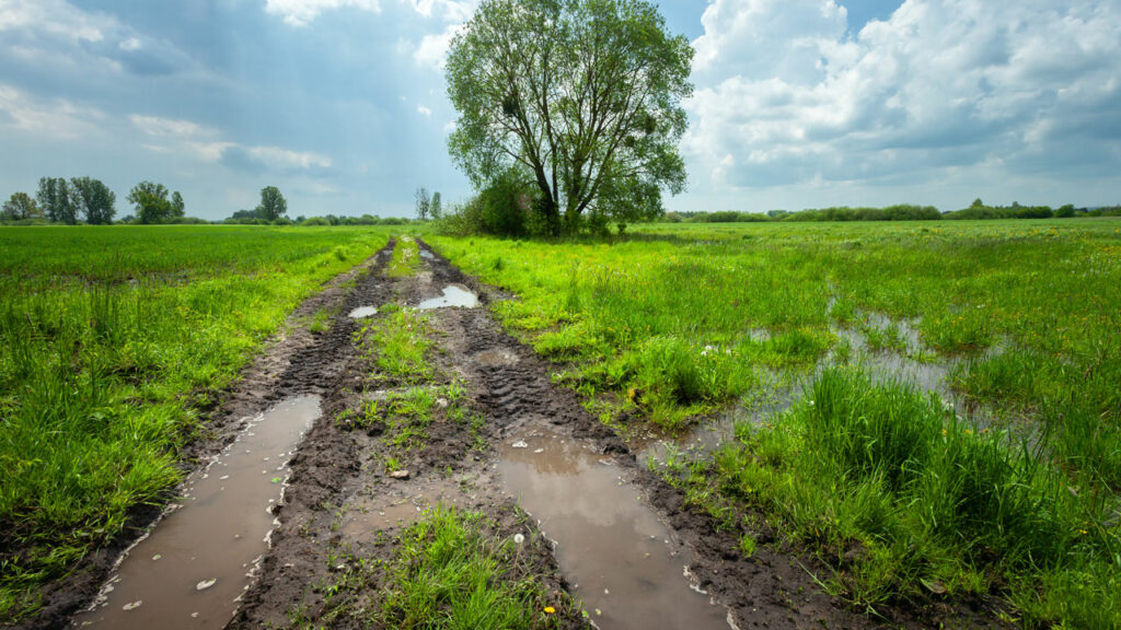 Wasser nach Regen auf Feldweg und grüner Wiese